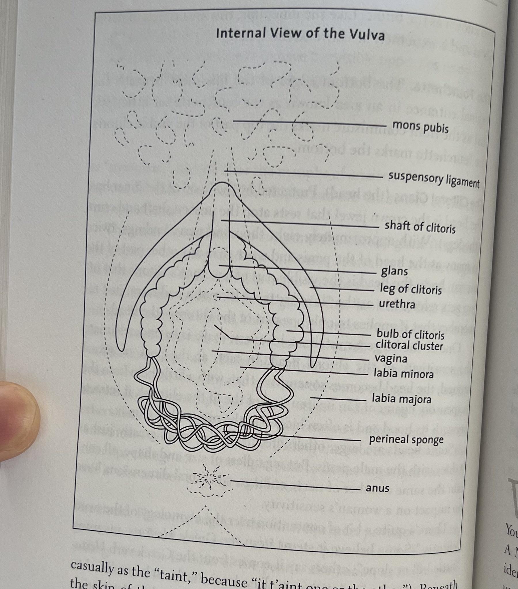 Internal View of the Vulva SUSPenSOy gy shaftofclors glans legofcltors wtha bulbof clors ditors custer vagina Iabla minora asually a the y the O b e