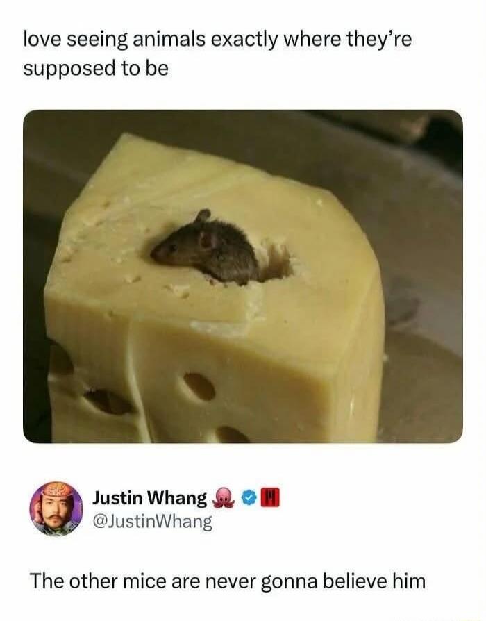 love seeing animals exactly where they're supposed to be Justin Whang @JustinWhang The other mice are never gonna believe him