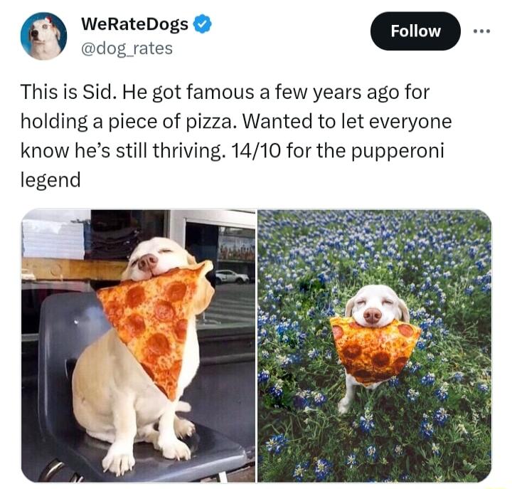WeRateDogs dog rates This is Sid He got famous a few years ago for holding a piece of pizza Wanted to let everyone know hes still thriving 1410 for the pupperoni legend