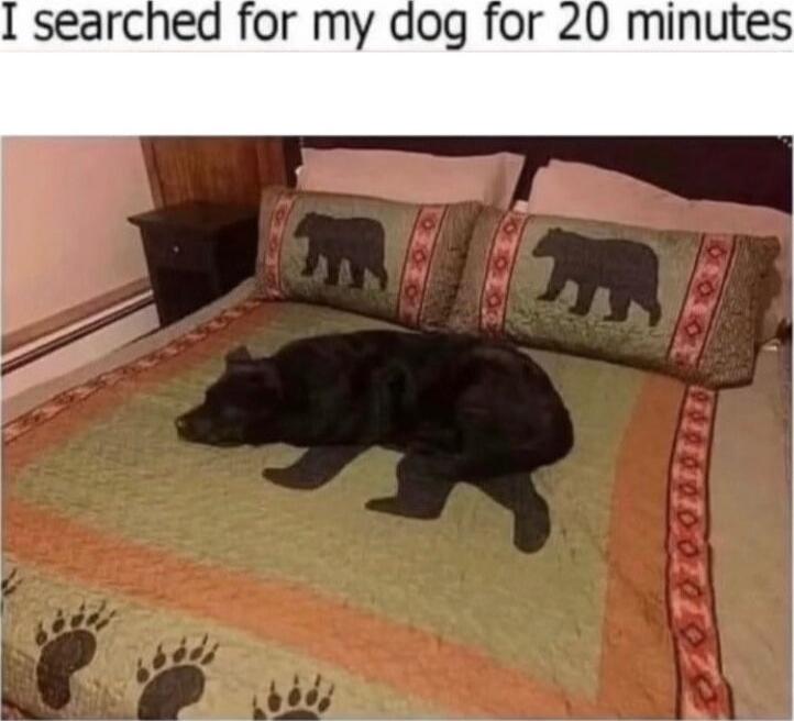 I searched for my dog for 20 minutes