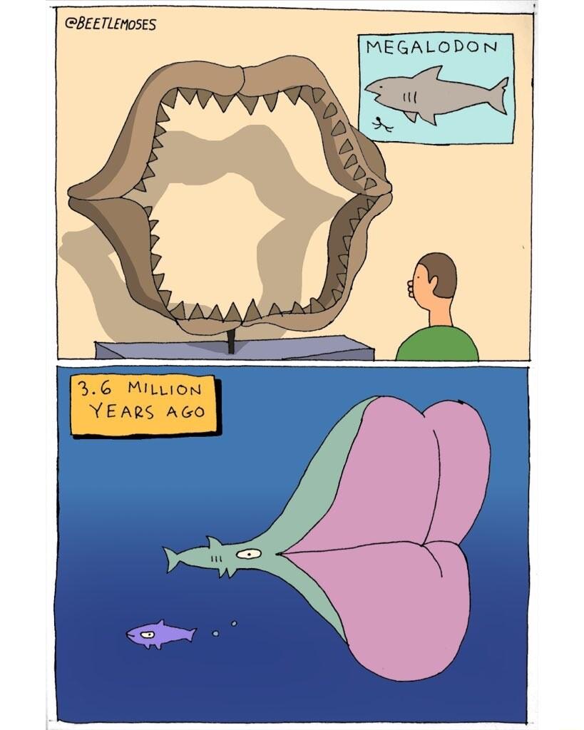 BeETEnOSES 36 MiLLion YEARS AGO MEGALODON