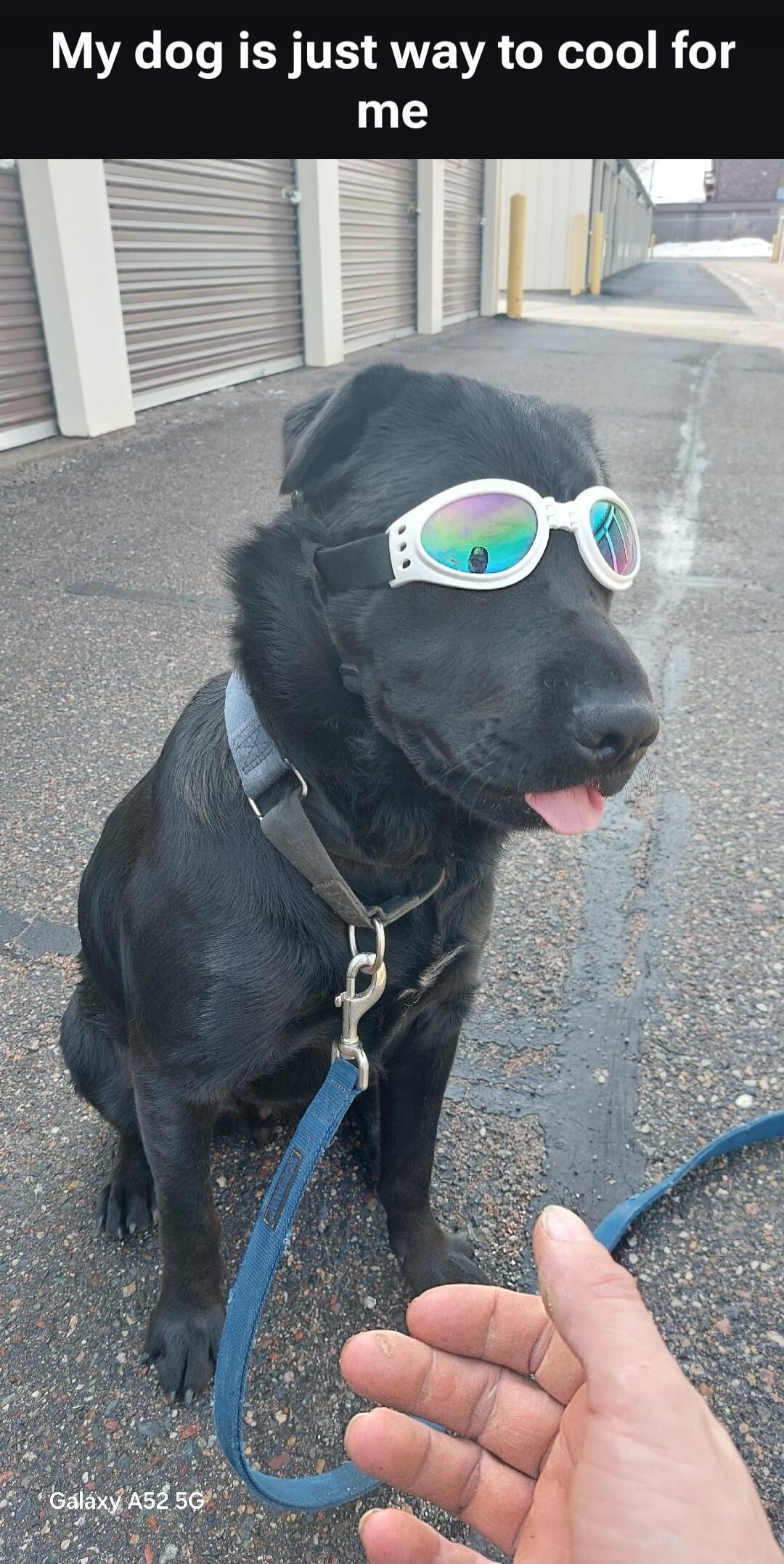 My dog is just way too cool for me