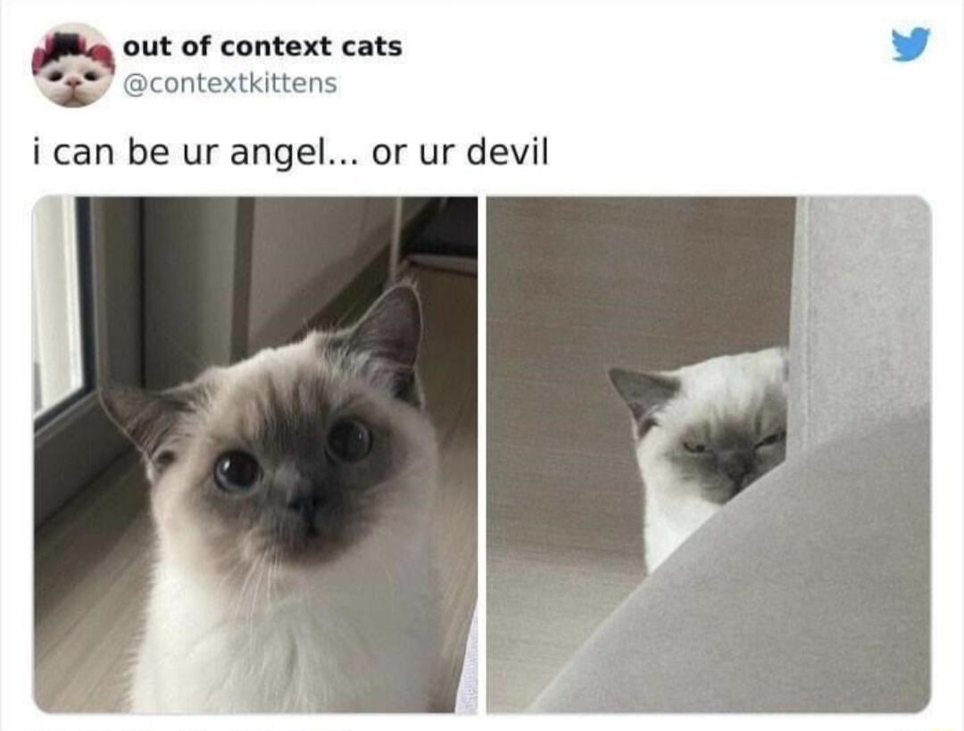 m of context cats ontextkittens i can be ur angel or ur devil