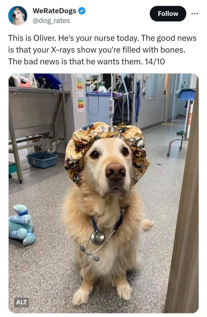 WeRateDogs m dog rates This is Oliver Hes your nurse today The good news is that your X rays show youre filled with bones The bad news is that he wants them 1410
