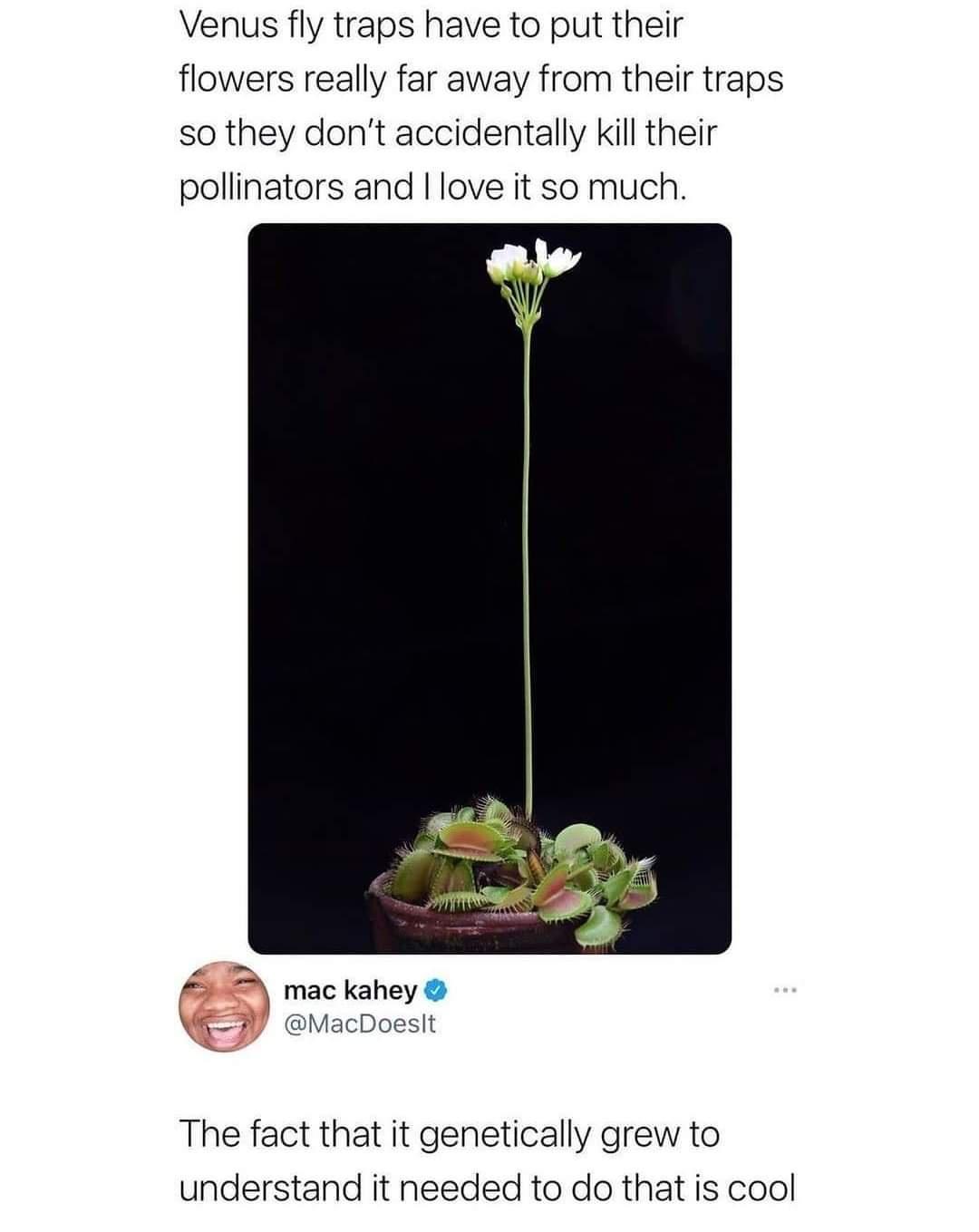 Venus fly traps have to put their flowers really far away from their traps so they dont accidentally kill their pollinators and love it so much e mac kahey W72 MacDoeslt The fact that it genetically grew to understand it needed to do that is cool