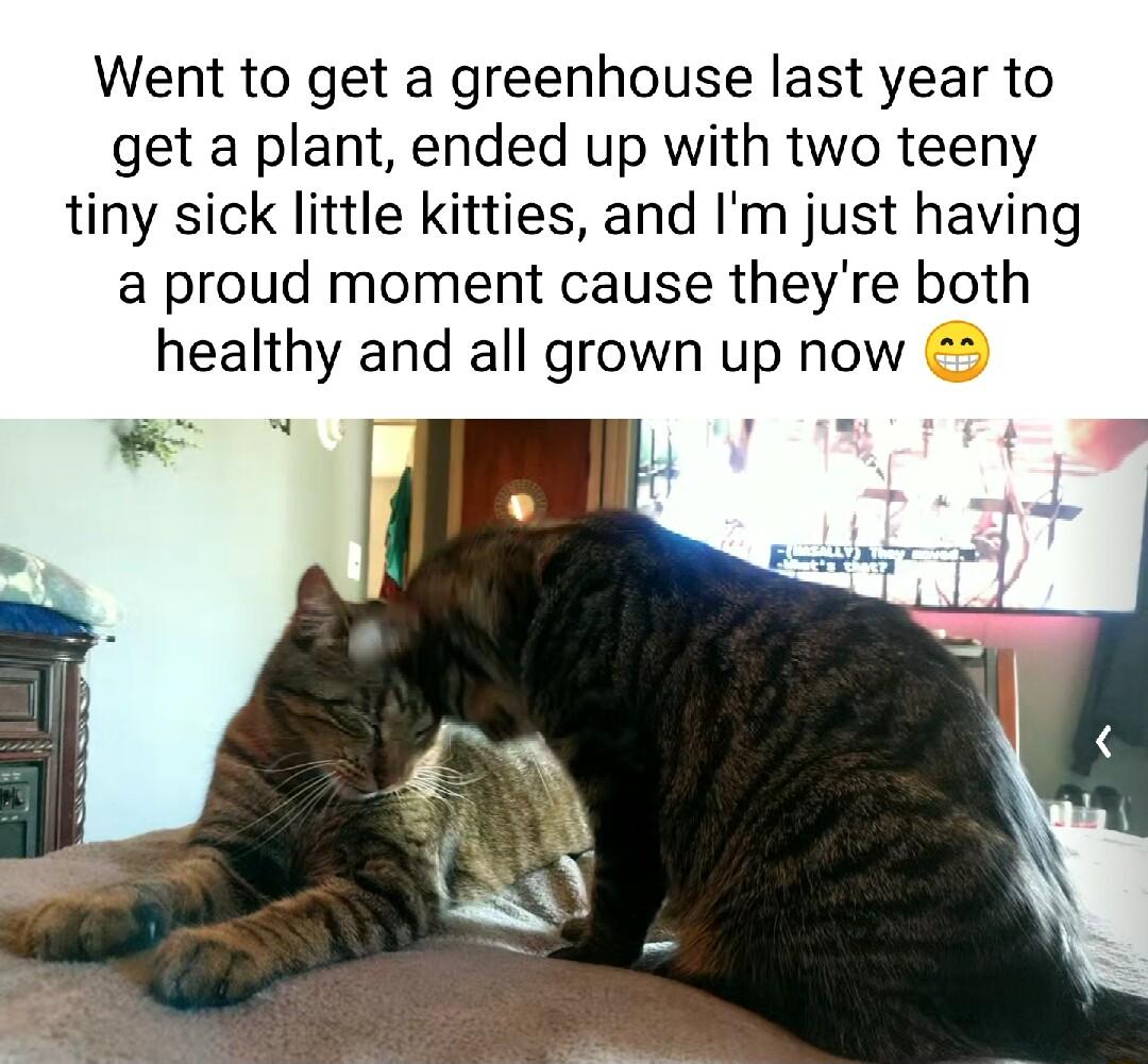 Went to get a greenhouse last year to get a plant ended up with two teeny tiny sick little kitties and Im just having a proud moment cause theyre both healthy and all grown up now