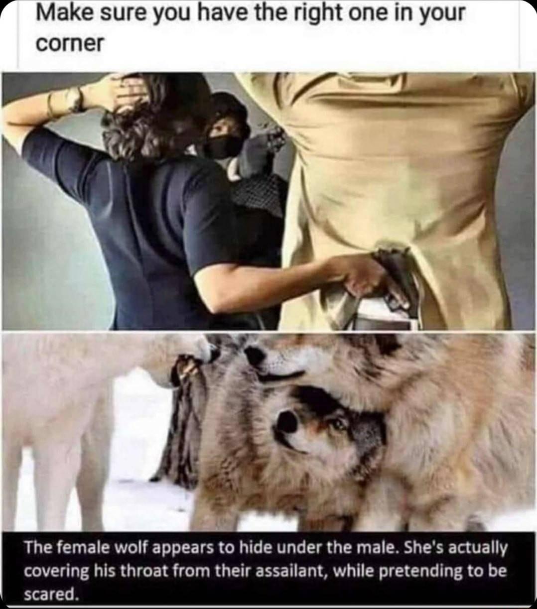 Make sure you have the right one in your corner The female wolf appears to hide under the male Shes actually covering his throat from their assailant while pretending to be scared