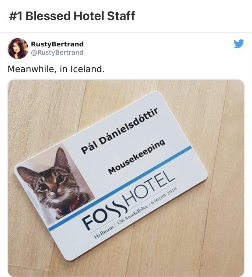 1 Blessed Hotel Staff Y RustyBertrand RustyBertrand Meanwhile in Iceland