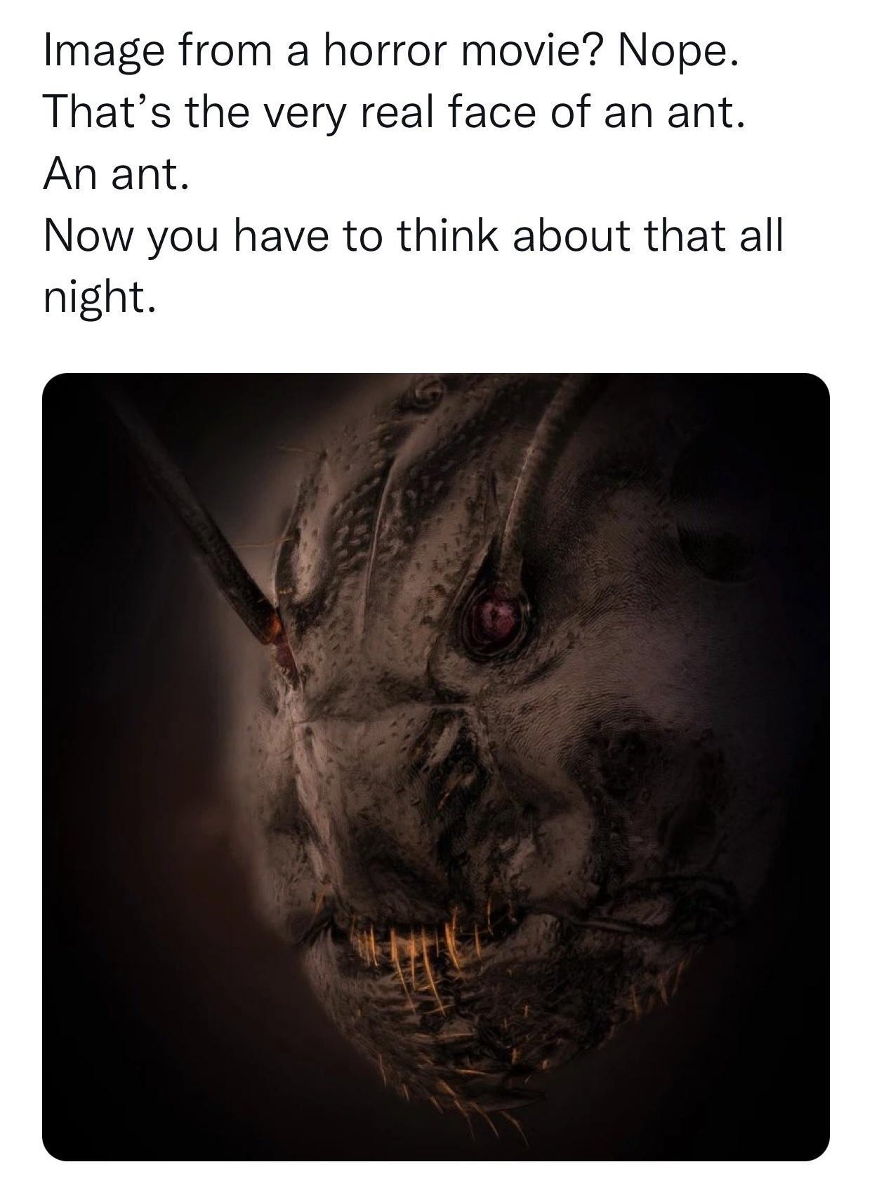 e Rebekah McKendry PhD Image from a horror movie Nope Thats the very real face of an ant An ant Now you have to think about that all night