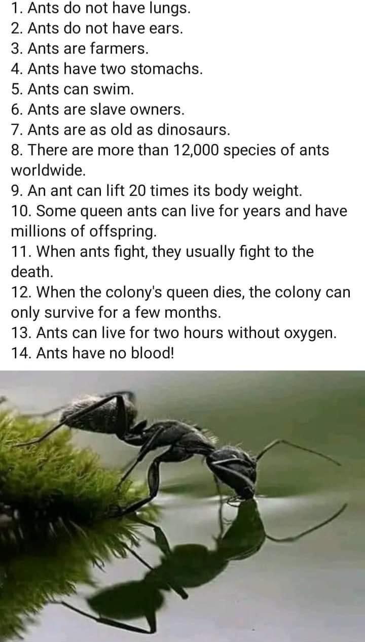 Ants do not have lungs Ants do not have ears Ants are farmers Ants have two stomachs Ants can swim Ants are slave owners Ants are as old as dinosaurs There are more than 12000 species of ants worldwide 9 An ant can lift 20 times its body weight 10 Some queen ants can live for years and have millions of offspring 11 When ants fight they usually fight to the death 12 When the colonys queen dies the 