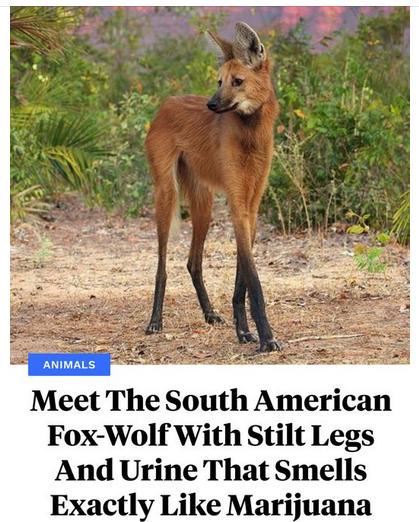 Meet The South American Fox Wolf With Stilt Legs And Urine That Smells Exactly Like Marijuana