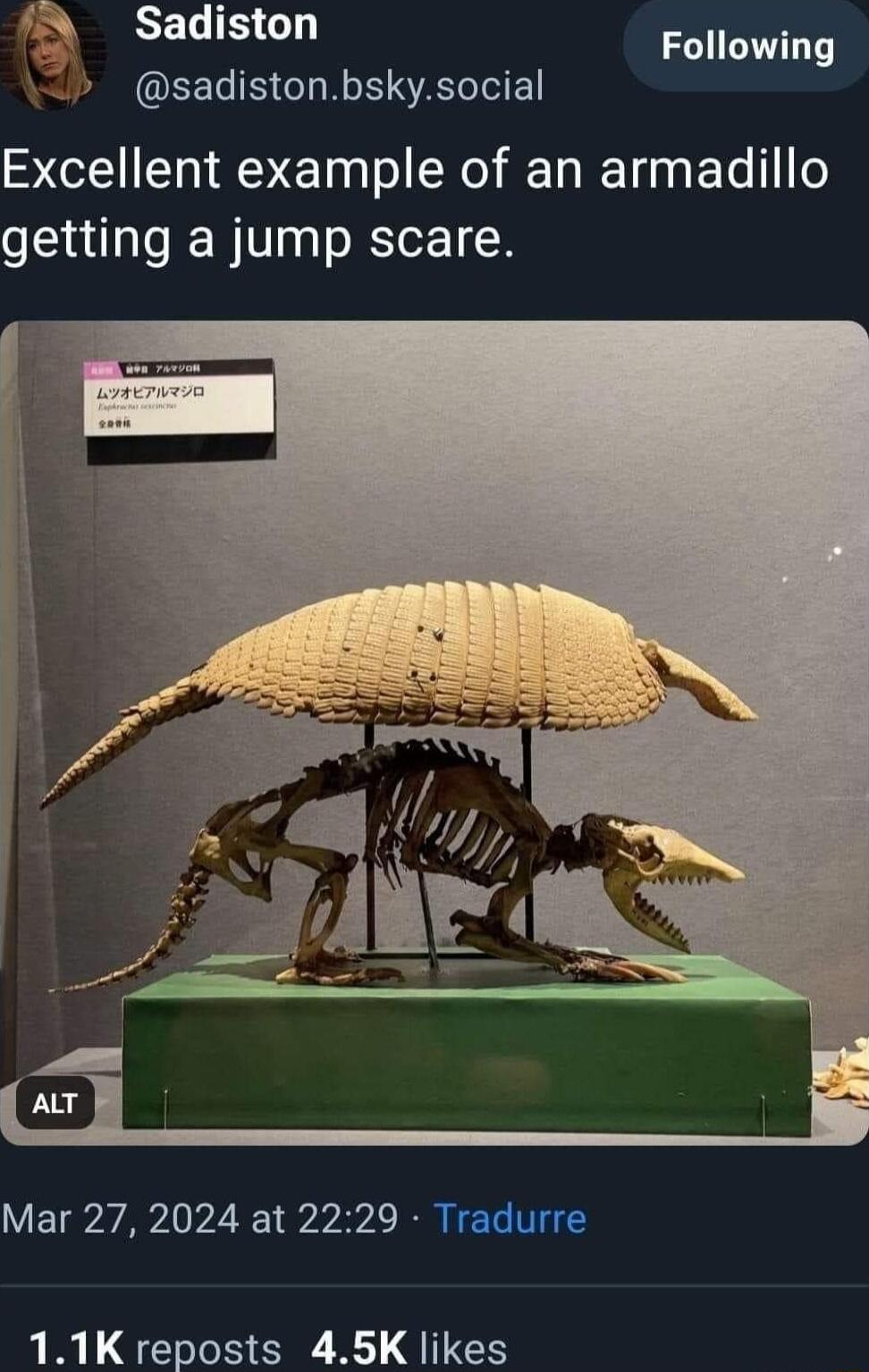 N Sadiston sadistonbskysocial Following Excellent example of an armadillo getting a jump scare Mar 27 2024 at 2229 Tradurre 11K reposts 45K likes