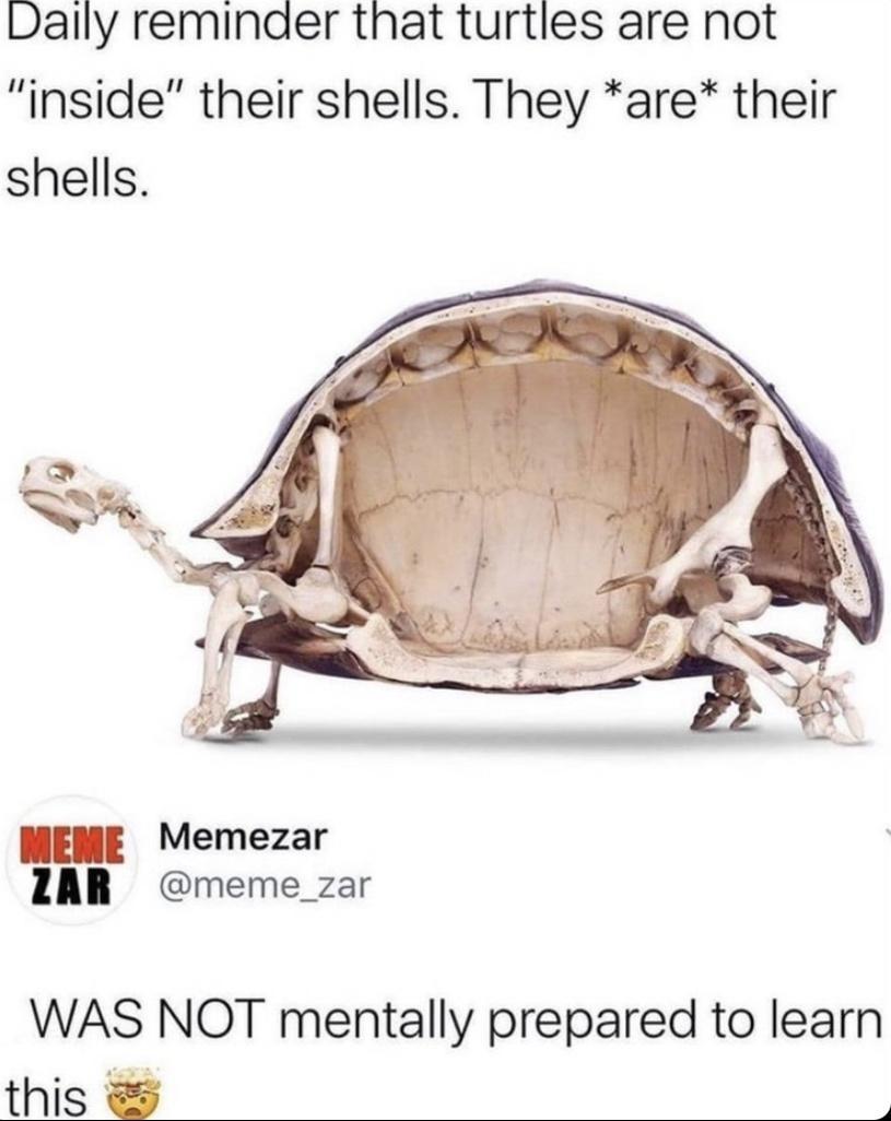 Dally reminder that turtles are not Iinside their shells They are their shells MEME Memezar IAR meme_zar WAS NOT mentally prepared to learn this