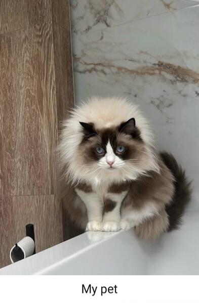 My pet