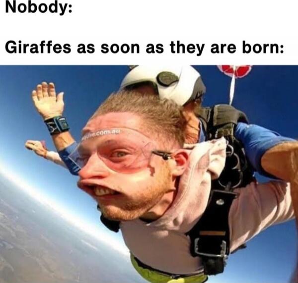 Nobody:
Giraffes as soon as they are born:
