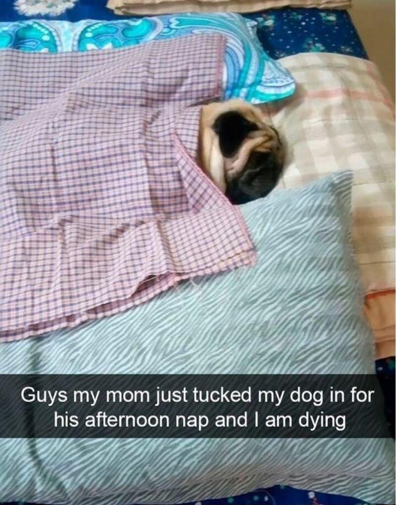 7 2 Guys my mom just tucked my dog in for LIEEEYCliglelel s W ToRTale M IFTo o We YTy