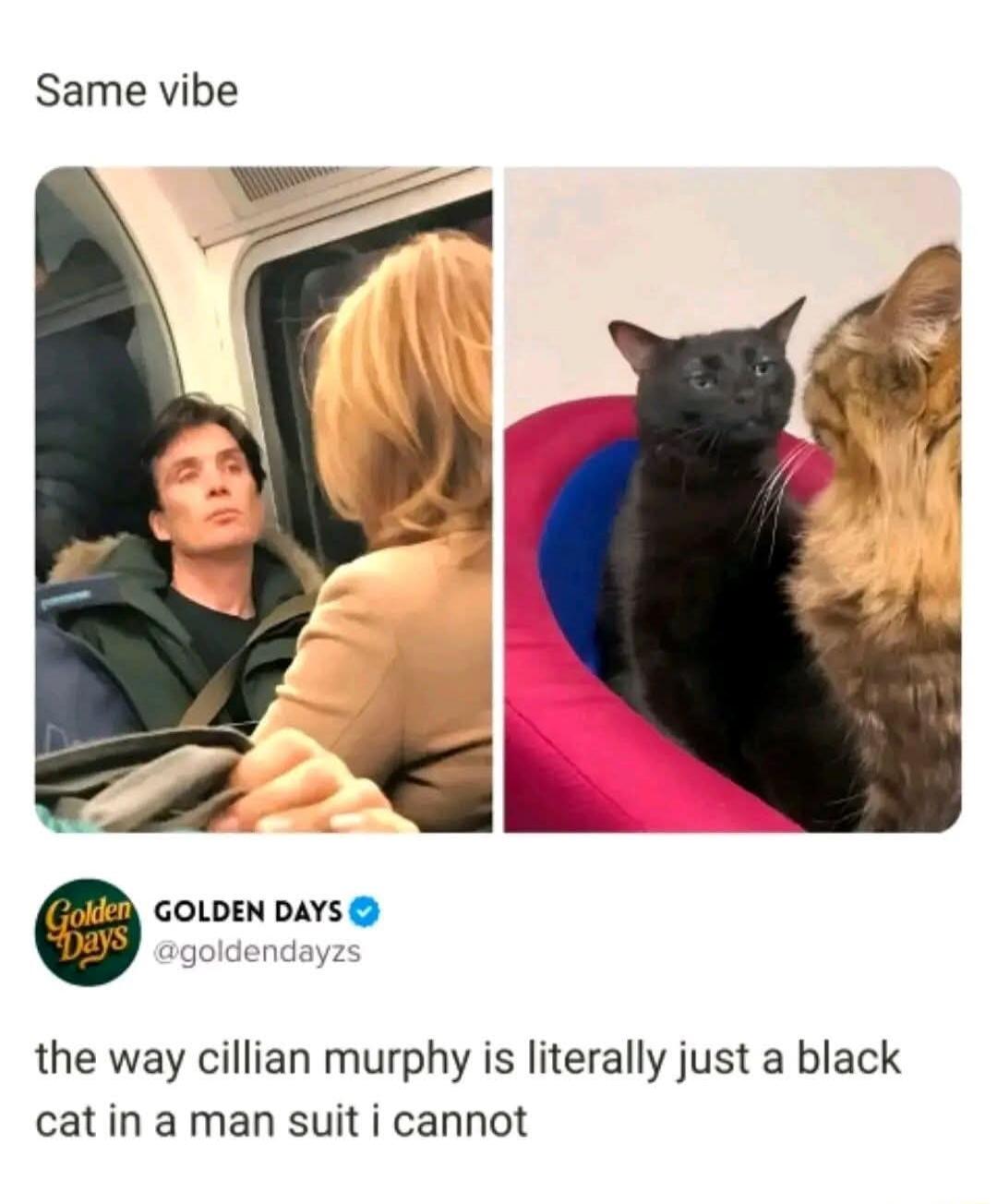 Same vibe. GOLDEN DAYS @goldendayzs. the way cillian murphy is literally just a black cat in a man suit i cannot