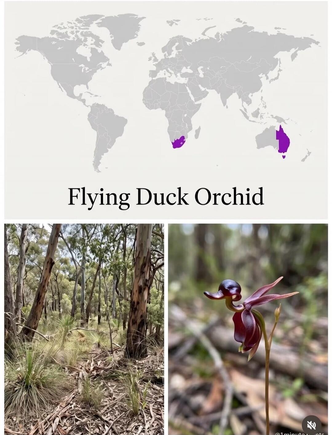 Flying Duck Orchid
