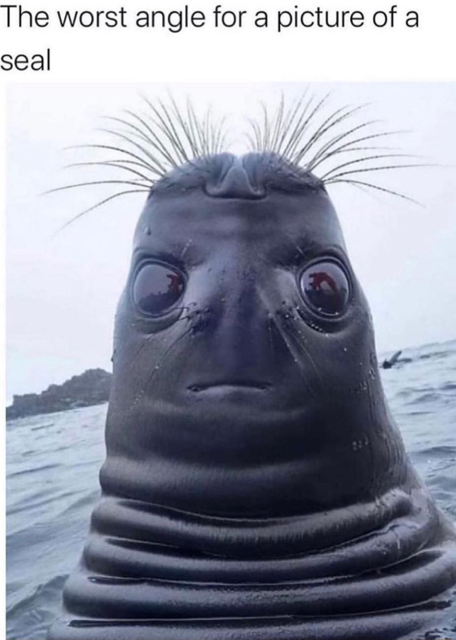 The worst angle for a picture of a seal