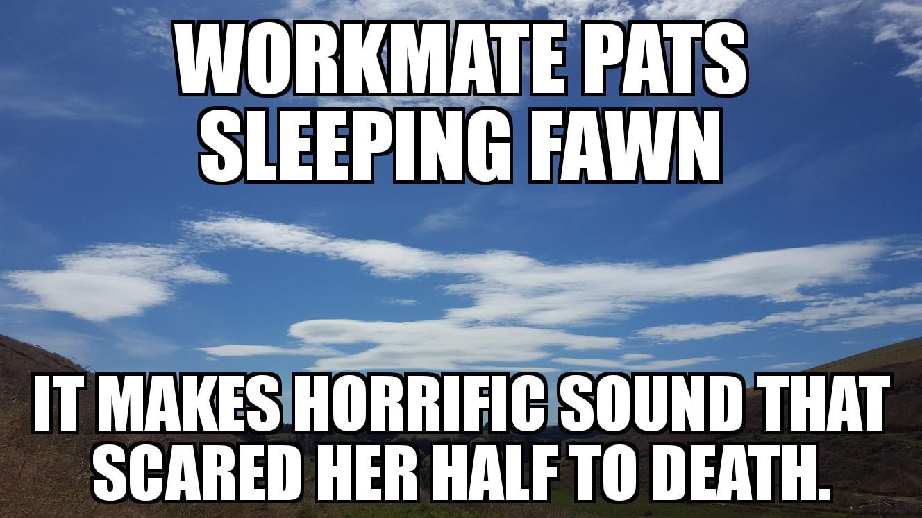 WORKMATE PATS SLEEPING FAWN IT MRKESHORRIFICSOUND THAT SCARED HER HALF TO DEATH