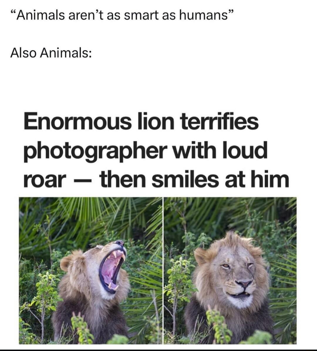 Animals arent as smart as humans Also Animals Enormous lion terrifies photographer with loud roar then smiles at him