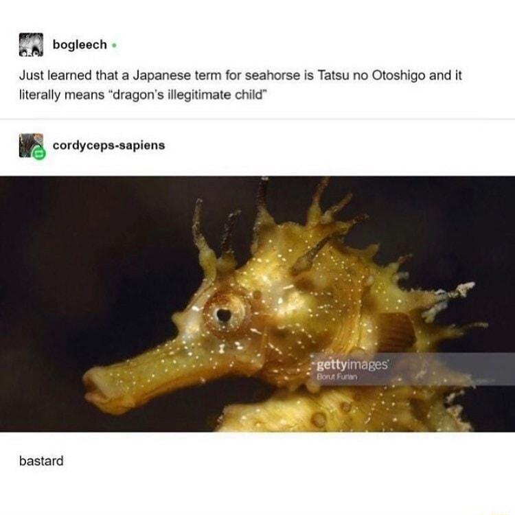 m bogleech Just learned that a Japanese term for seahorse is Tatsu no Otoshigo and it literally means dragons illegitimate child n cordyceps sapiens bastard