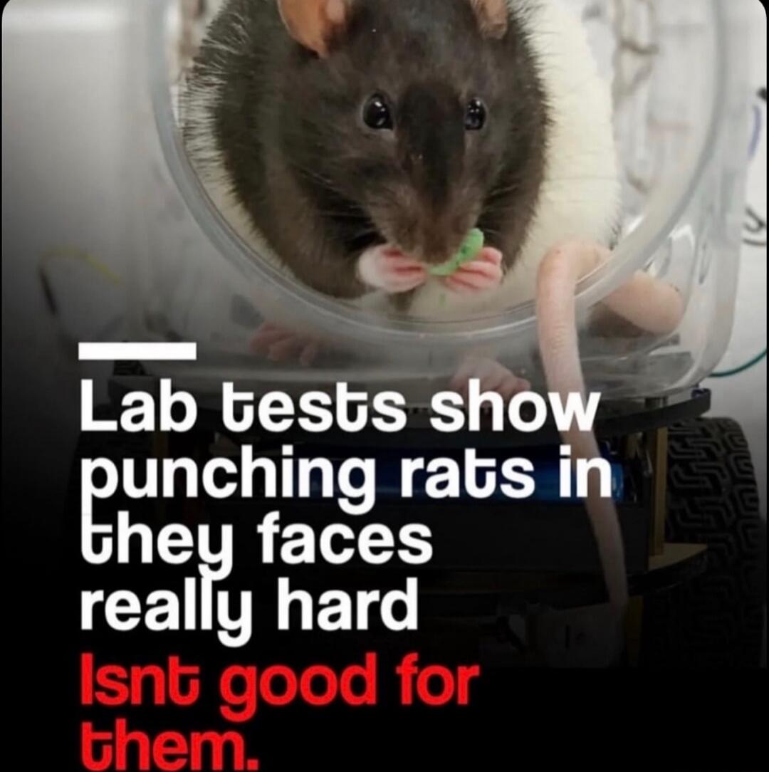 Lab tests show punching rats in they faces really hard Isn't good for them.