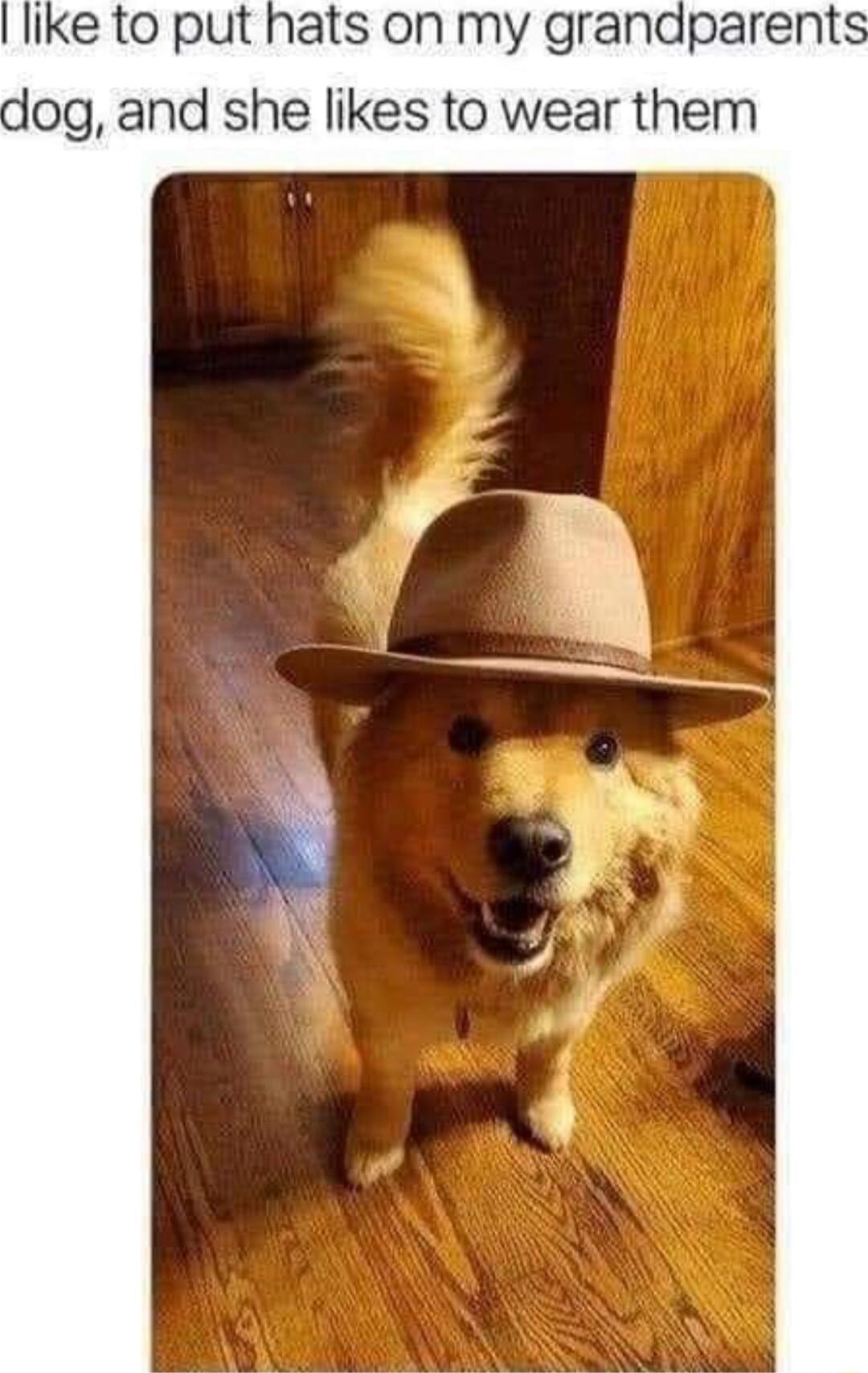 like to put hats on my grandparent dog and she likes to wear them