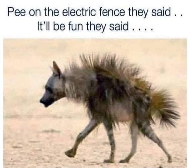 Pee on the electric fence they said.. It'll be fun they said....
