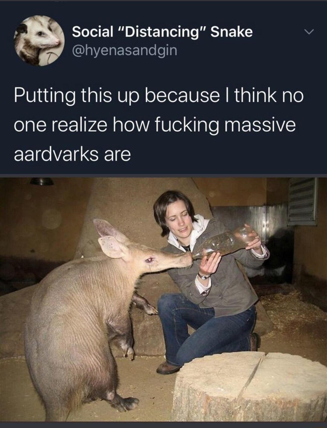 Social Distancing Snake v A EEETalelelp UintlaleRialSub oN ollerV IS Niallal ale one realize how fucking massive aardvarks are