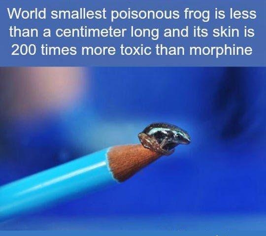 World smallest poisonous frog is less m mmmanmu 200 times more toxic than morphine
