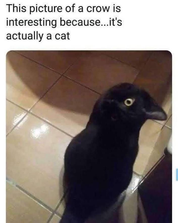 This picture of a crow is interesting becauseits actually a cat