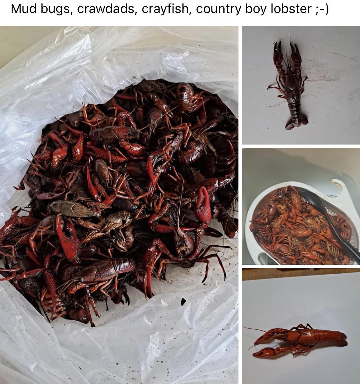 Mud bugs crawdads crayfish country boy lobster
