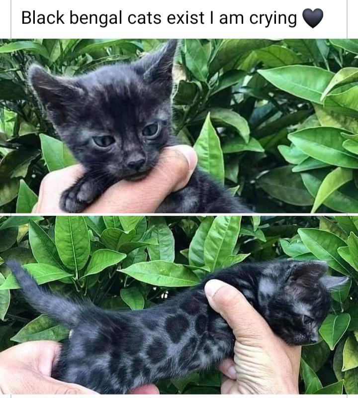 Black bengal cats exist am crying