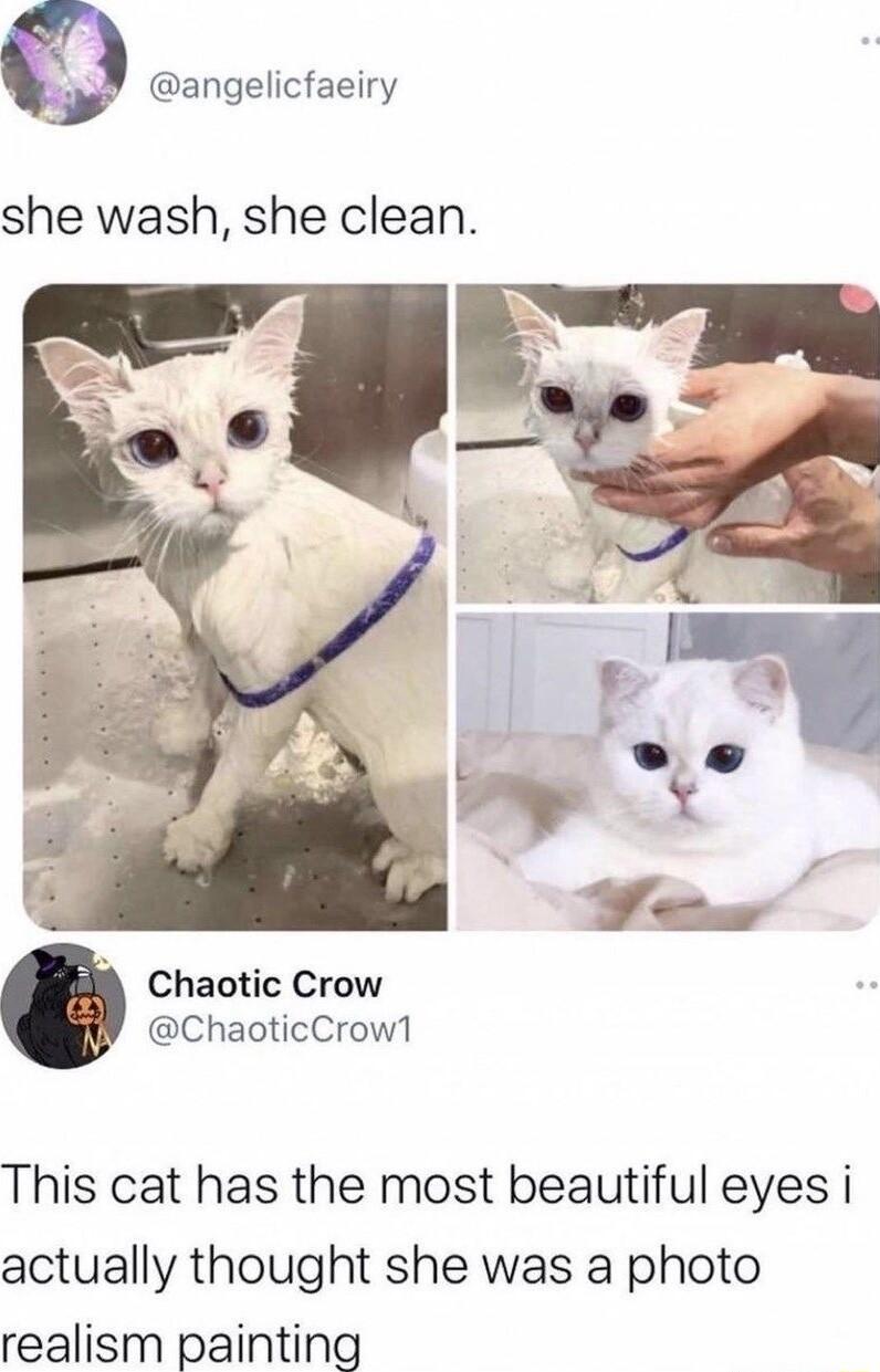 angelicfaeiry she wash she clean Chaotic Crow ChaoticCrow1 This cat has the most beautiful eyes i actually thought she was a photo realism painting
