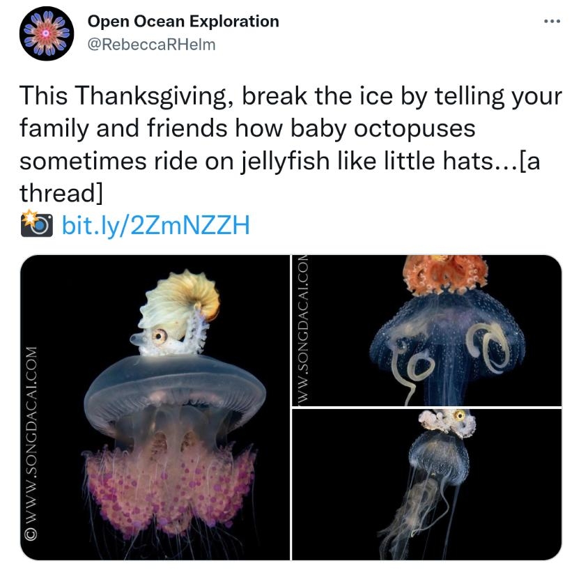 0 Open Ocean Exploration RebeccaRHeln This Thanksgiving break the ice by telling your family and friends how baby octopuses sometimes ride on jellyfish like little hatsa thread 8 bitly2ZmNzzH