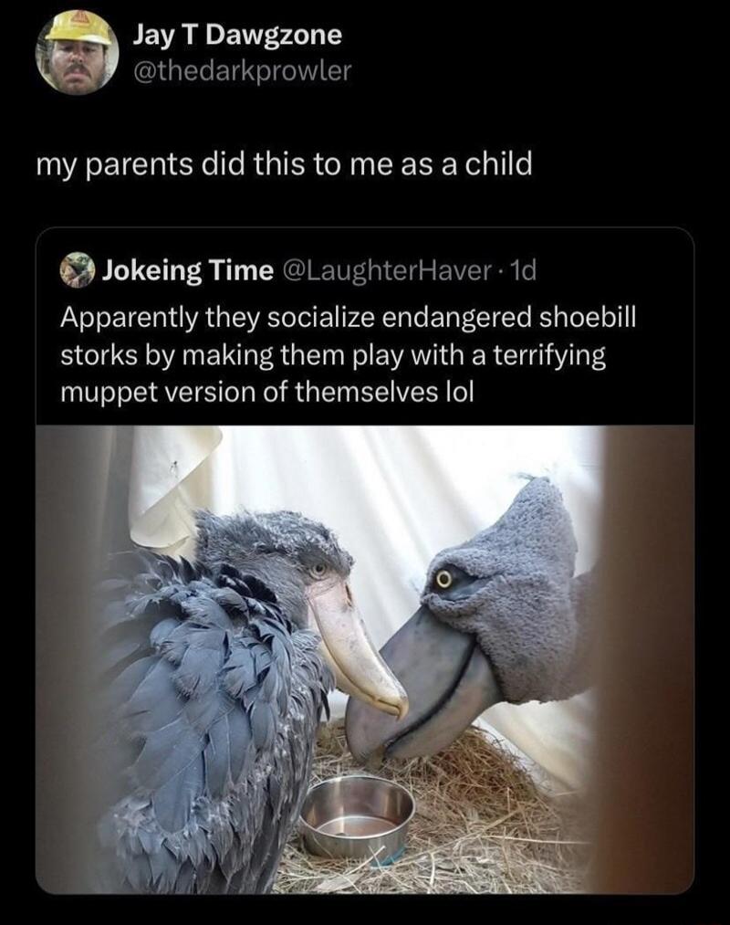 Jay T Dawgzone Y othedarkprowter my parents did this to me as a child Jokeing Time LaughterHaver 1d Apparently they socialize endangered shoebill storks by making them play with a terrifying T ERVETE G R R G L R
