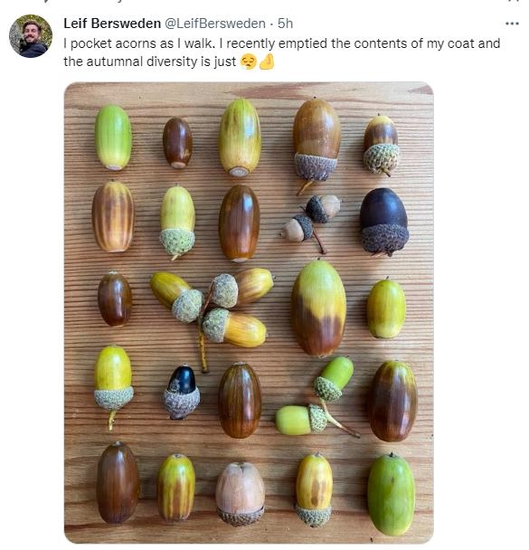 Leif Bersweden LeifBersweden 51 1 pocket acorns as walk recently emptied the contents of my coat and the autumnal diversityis just