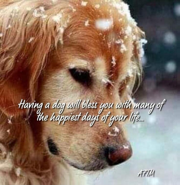 Having a dog will bless you with many of the happiest days of your life...