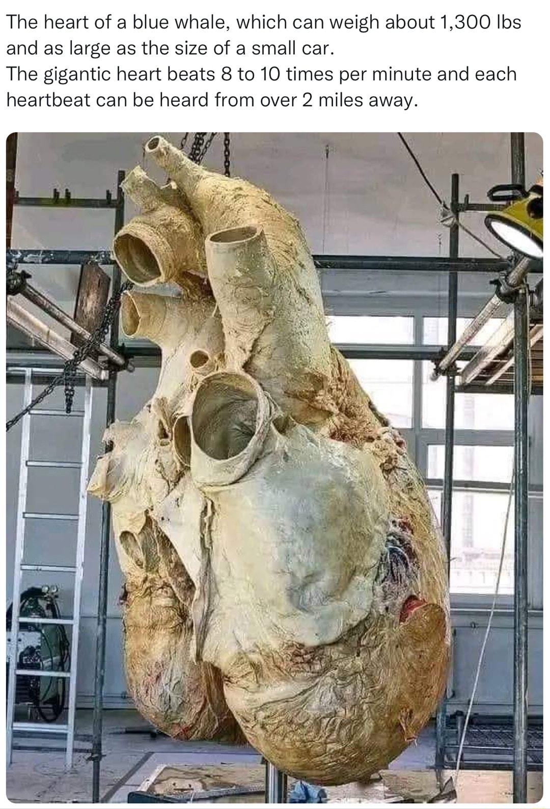 The heart of a blue whale which can weigh about 1300 Ibs and as large as the size of a small car The gigantic heart beats 8 to 10 times per minute and each heartbeat can be heard from over 2 miles away