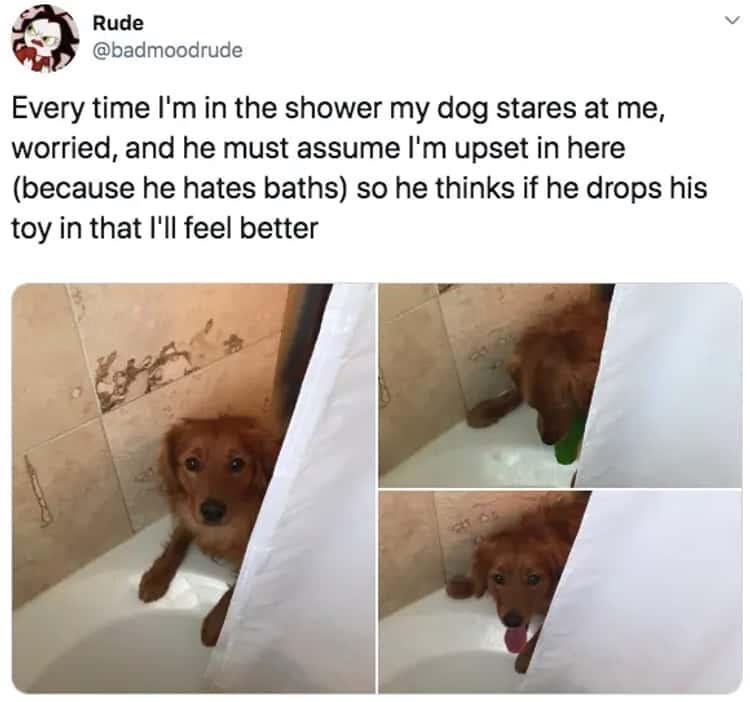 Rude badmoodrude Every time Im in the shower my dog stares at me worried and he must assume Im upset in here because he hates baths so he thinks if he drops his toy in that Ill feel better