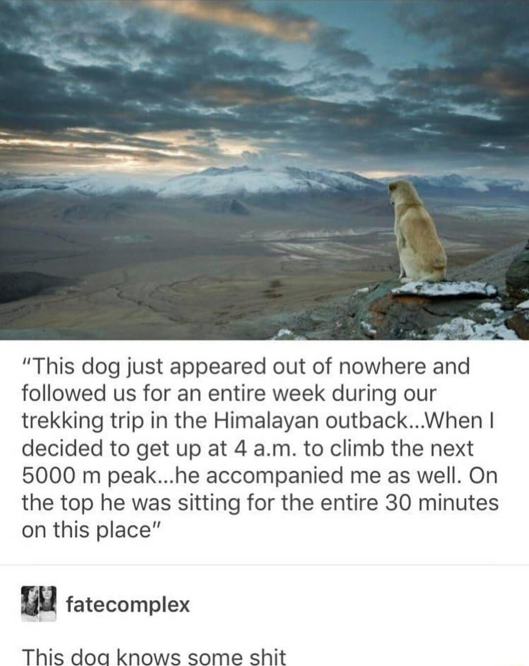 This dog just appeared out of nowhere and followed us for an entire week during our trekking trip in the Himalayan outbackWhen decided to get up at 4 am to climb the next 5000 m peakhe accompanied me as well On the top he was sitting for the entire 30 minutes on this place w fatecomplex