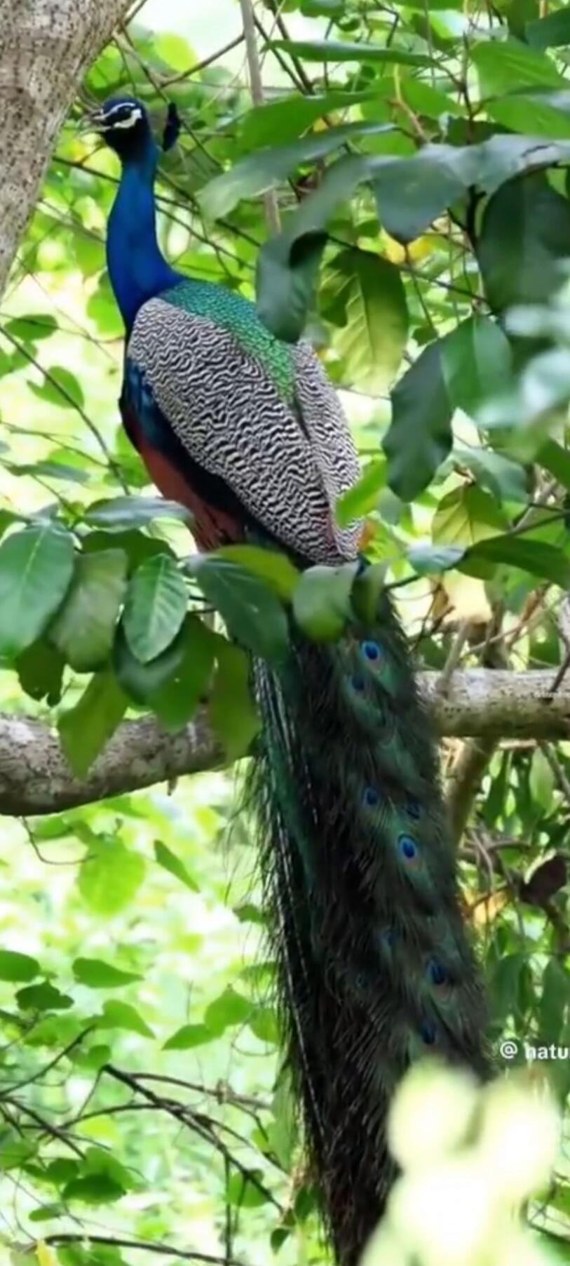 A peacock perched on a tree branch.