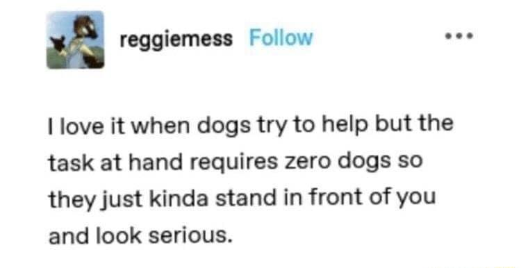 a reggiemess Follow s love it when dogs try to help but the task at hand requires zero dogs so they just kinda stand in front of you and look serious