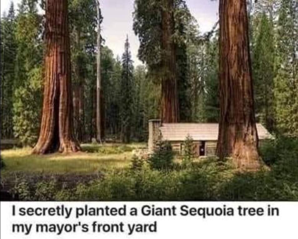 secretly planted a Giant Sequoia tree in my mayors front yard
