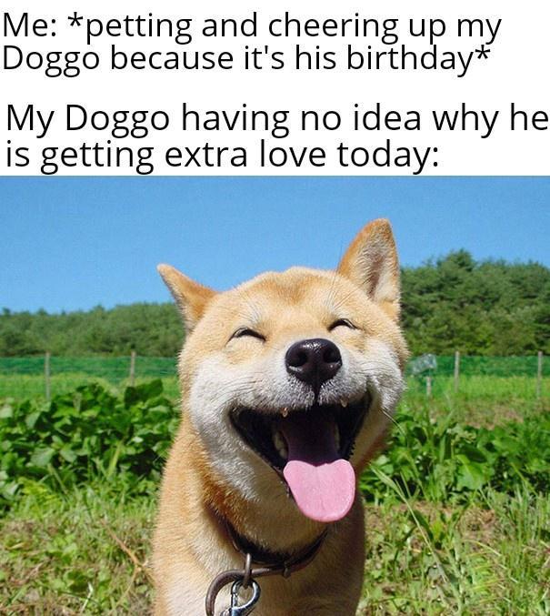 Me petting and cheering up my Doggo because its his birthday My Doggo having no idea why he is getting extra love today
