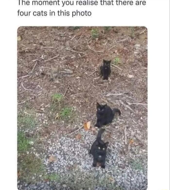 moment you realise tha four cats in this photo