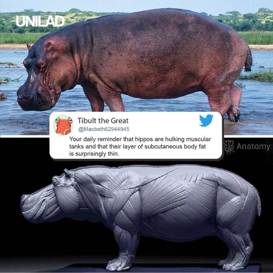 5 Tibult the Great Your daily reminder that hippos are hulking muscular tanks and that their layer of subcutaneous body fat is surprisingly thin