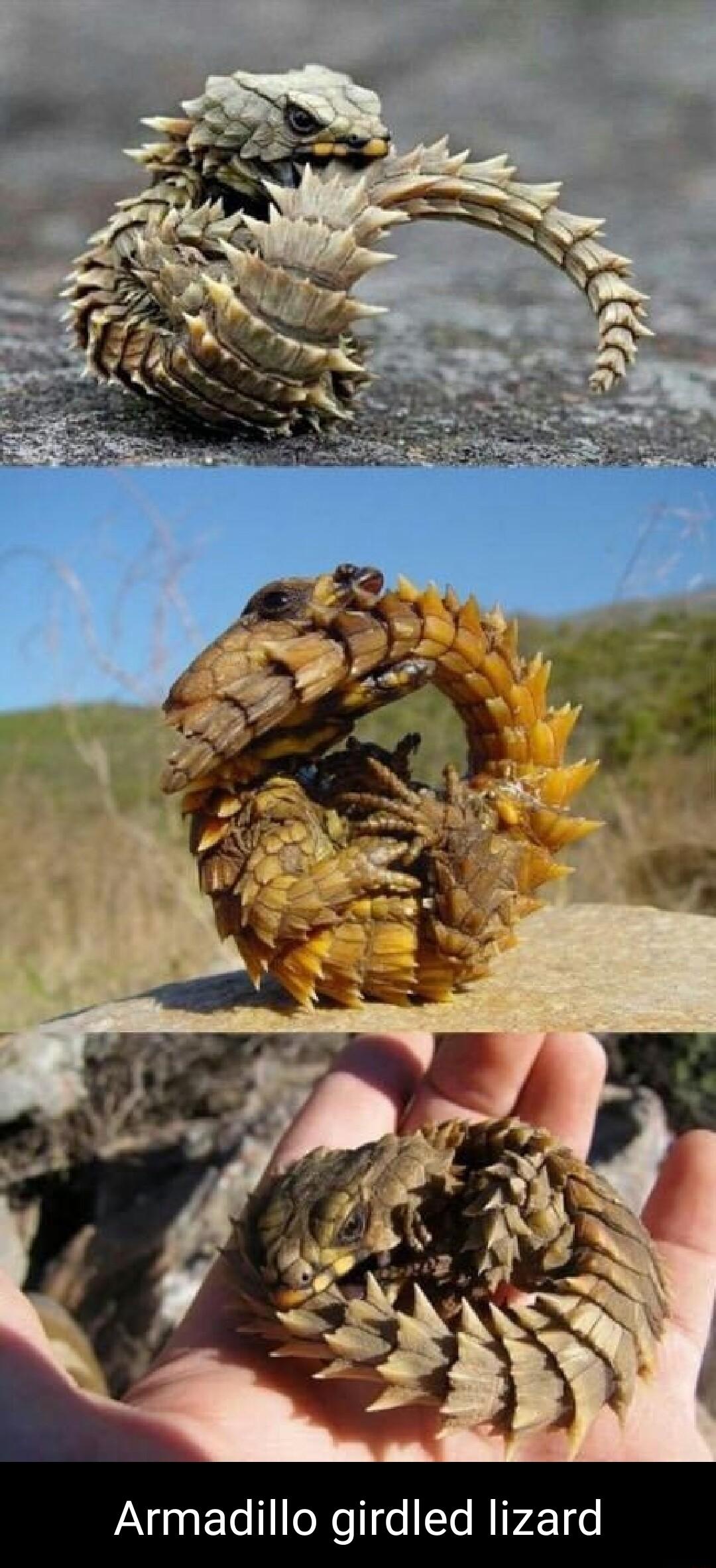 Armadillo girdled lizard
