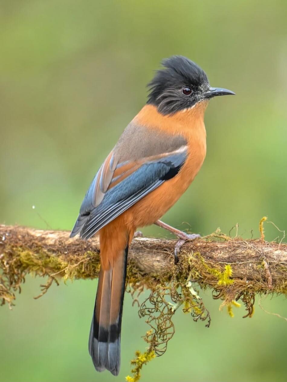 A colorful bird perched on a mossy branch.